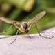 Illustration for article titled Mosquitoes Bite Because of Your Smelly Feet